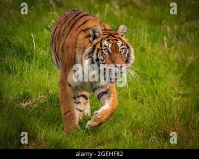 Stalking Amur Tiger (Panthera tigris altaica) Foto Stock