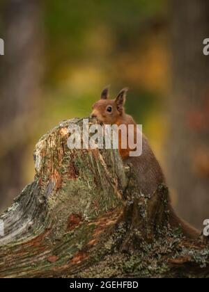 Scoiattolo rosso (Sciurus vulgaris) che sbucca su un ceppo di albero, Highlands scozzesi. Foto Stock