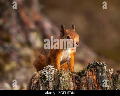 Primo piano di uno scoiattolo rosso (Sciurus vulgaris) arroccato su un ceppo di albero. Foto Stock