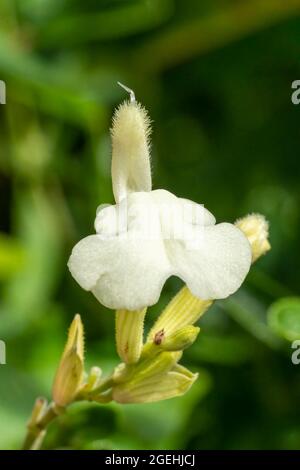 Salvia greggii 'Crema coagulato' una primavera bianca autunno fiore pianta comunemente noto come baby salvia stock foto immagine Foto Stock