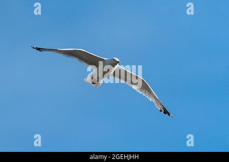 Gabbiano comune (Larus canus) uccello gabbiano in volo volo nel Regno Unito con un cielo blu chiaro e spazio di copia, foto di scorta Foto Stock