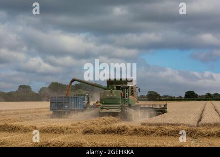 La mietitrebbia John Deere lavora in modo leggero in un campo di grano nel sud dell'Inghilterra. Foto Stock