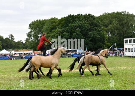 Cotswold Show Cirencester Inghilterra uk 2021 Foto Stock