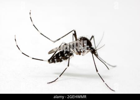 Asian Tiger Mosquito (Aedes albopictus) isolato su sfondo bianco Foto Stock