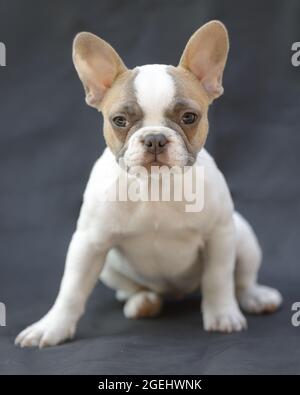 8 settimane-Tan vecchia pied Frenchie cucciolo femmina isolato su sfondo grigio. Foto Stock