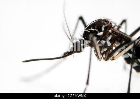 Asian Tiger Mosquito (Aedes albopictus) isolato su sfondo bianco Foto Stock