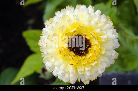 Calendula flower, Calendula officinalis, 'Stow Princess' Variety, Royal Horticultural Society Garden a Bridgewater, Salford, Greater Manchester, Regno Unito. Foto Stock