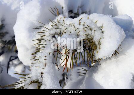 I rami di abete rosso sono ricoperti di neve. Pino conifere d'inverno. Foto Stock