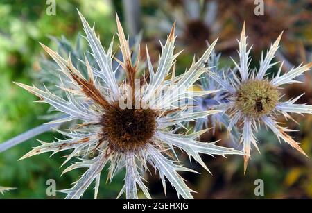 Eryngium x Zabelii 'Cobalt Star' o Sea holly 'Big Blue' presso il Royal Horticultural Society Garden di Bridgewater, Salford, Greater Manchester, Regno Unito, Foto Stock