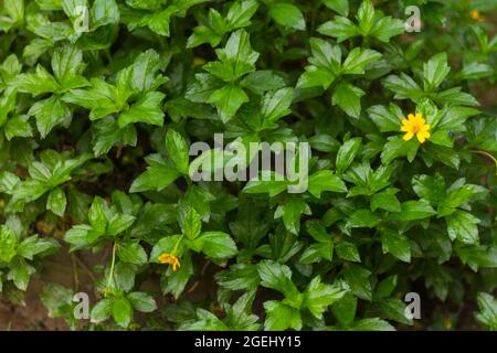 Un tratto di burattino strisciante, Ranunculus recens, fiorisce su uno sfondo verde a foglia Foto Stock