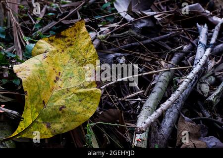 Le foglie dell'albero di teak che sono caduti dai rami sono giallastre nel colore, la consistenza è larga e ruvida Foto Stock