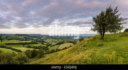 lone albero e campagna a Coaley Peak, Gloucestershire, Regno Unito Foto Stock