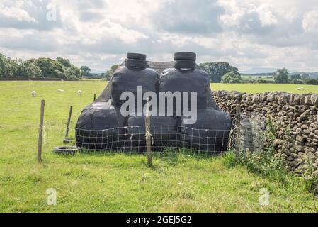 Riduzione dei danni agli uccelli su balle grandi durante lo stoccaggio sul campo a Long Preston Foto Stock