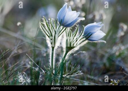 American Pasque Flowers, Pulsatilla patens, San Isabel National Forest, Colorado, USA Foto Stock