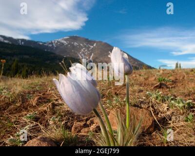American Pasque Flowers, Pulsatilla patens, Mount Ouray, San Isabel National Forest, Colorado, USA Foto Stock