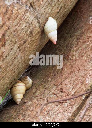 Florida Tree Snail, Liguus fasciatus, Cypress National Preserve, Florida, USA Foto Stock