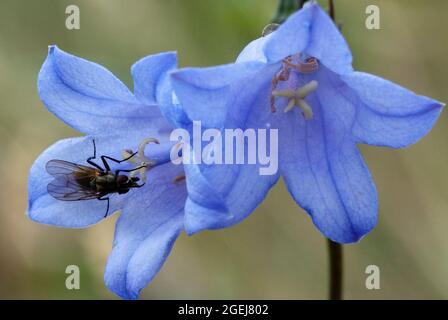 Comune Harebell, Campanula rotundifolia Foto Stock