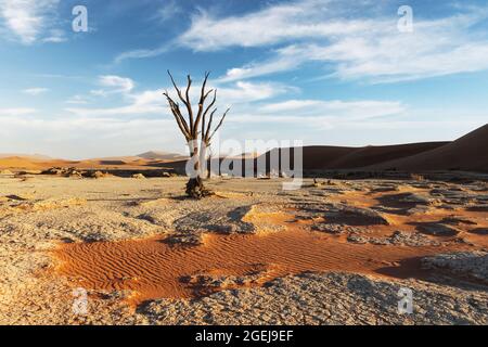 Alberi morti di Camelthorn all'alba, Deadvlei, Namib-Naukluft Parco Nazionale, Namibia, Africa. Alberi secchi nel deserto del Namib. Fotografia di paesaggio Foto Stock