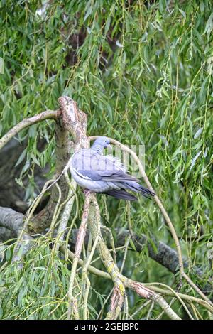 Sussex, Inghilterra. Pigeon di legno (Columba Palumbus) preening mentre perching sui rami di un salice piangente (Salix babylonica) Foto Stock