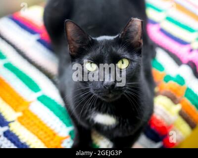 Un gatto bianco e nero Tuxedo shorthair con la punta sinistra dell'orecchio, adagiato su una coperta colorata Foto Stock