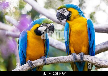 Due colorati macaws gialli e blu appollaiano sullo stesso ramo e si guardano l'un l'altro su uno sfondo bokeh Foto Stock