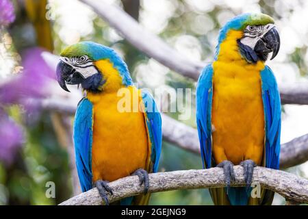 Due colorati macaws gialli e blu appollaiati sullo stesso ramo e guardando in direzione opposta contro uno sfondo bokeh Foto Stock