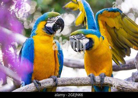 Ritratto di due colorati macaws gialli e blu, uno dei quali è fiuttering, arroccato su un ramo, su uno sfondo bokeh Foto Stock