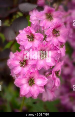 Regal Delphinium - Rosemary blocco fiore Spike in primo piano Foto Stock