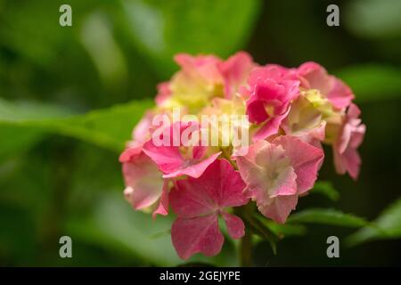 Maestoso Hydrangea macrophylla ‘masja’ fiori , naturale ritratto di piante in primo piano Foto Stock