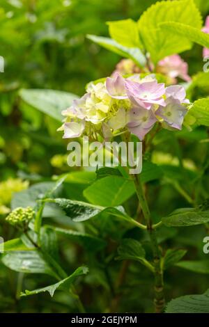 Maestoso Hydrangea macrophylla ‘masja’ fiori , naturale ritratto di piante in primo piano Foto Stock