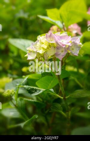 Maestoso Hydrangea macrophylla ‘masja’ fiori , naturale ritratto di piante in primo piano Foto Stock