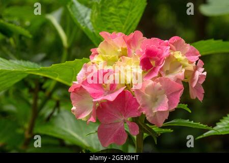 Maestoso Hydrangea macrophylla ‘masja’ fiori , naturale ritratto di piante in primo piano Foto Stock