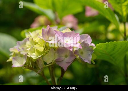 Maestoso Hydrangea macrophylla ‘masja’ fiori , naturale ritratto di piante in primo piano Foto Stock