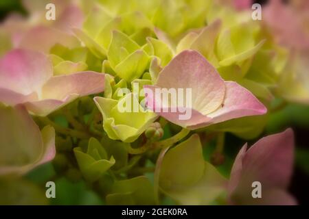 Maestoso Hydrangea macrophylla ‘masja’ fiori , naturale ritratto di piante in primo piano Foto Stock