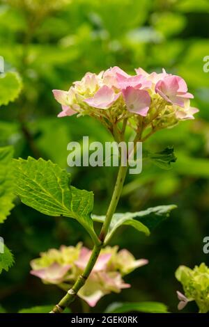 Maestoso Hydrangea macrophylla ‘masja’ fiori , naturale ritratto di piante in primo piano Foto Stock