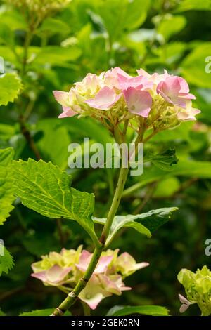 Maestoso Hydrangea macrophylla ‘masja’ fiori , naturale ritratto di piante in primo piano Foto Stock