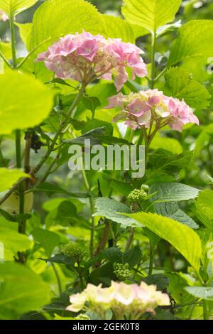 Maestoso Hydrangea macrophylla ‘masja’ fiori , naturale ritratto di piante in primo piano Foto Stock