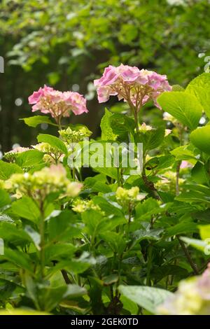 Maestoso Hydrangea macrophylla ‘masja’ fiori , naturale ritratto di piante in primo piano Foto Stock