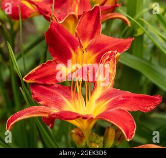 Sorprendentemente bello Hemerocallis - tutta la massa del capo americano che fioriscono in primo piano, ritratto classico della pianta ad alta risoluzione Foto Stock