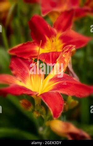 Sorprendentemente bello Hemerocallis - tutta la massa del capo americano che fioriscono in primo piano, ritratto classico della pianta ad alta risoluzione Foto Stock