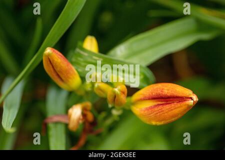 Sorprendentemente bello Hemerocallis - tutta la massa del capo americano che fioriscono in primo piano, ritratto classico della pianta ad alta risoluzione Foto Stock