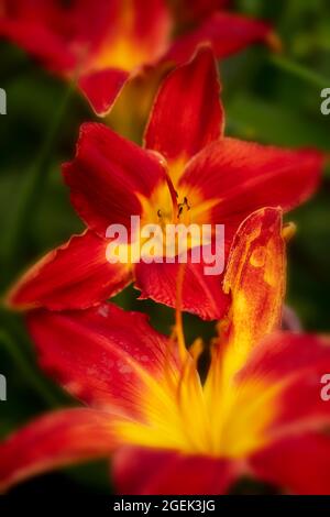 Sorprendentemente bello Hemerocallis - tutta la massa del capo americano che fioriscono in primo piano, ritratto classico della pianta ad alta risoluzione Foto Stock