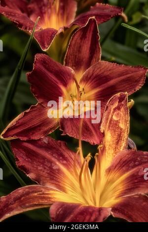 Sorprendentemente bello Hemerocallis - tutta la massa del capo americano che fioriscono in primo piano, ritratto classico della pianta ad alta risoluzione Foto Stock