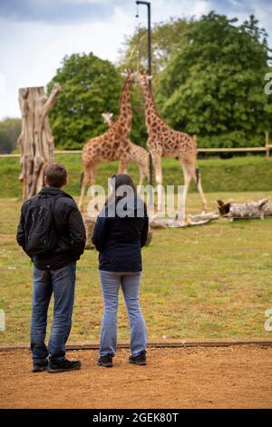 Regno Unito, Inghilterra, Oxfordshire, Burford, Bradwell Grove, Cotswold Wildlife Park, visitatori della recinzione Giraffe Foto Stock