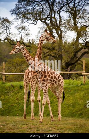 Regno Unito, Inghilterra, Oxfordshire, Burford, Bradwell Grove, Cotswold Wildlife Park, recinto Giraffe Foto Stock