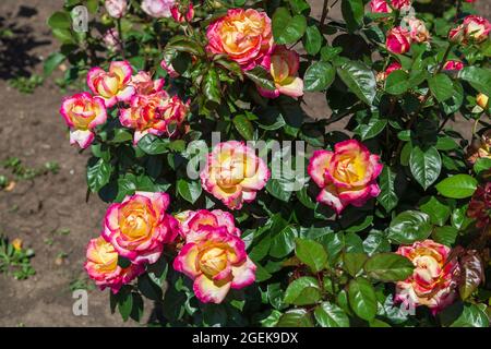 Primo piano del giardino rosa Pullman Orient Express Foto Stock