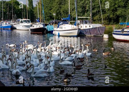 Cigni e oche al porticciolo sul canale di Sankey a Spike Island a Widnes Foto Stock