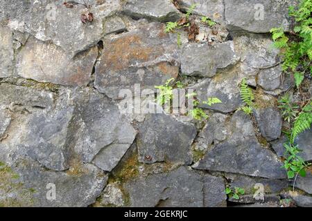 Un vecchio muro di pietra con erba e felci germogliati alle articolazioni. Messa a fuoco selettiva. Foto Stock