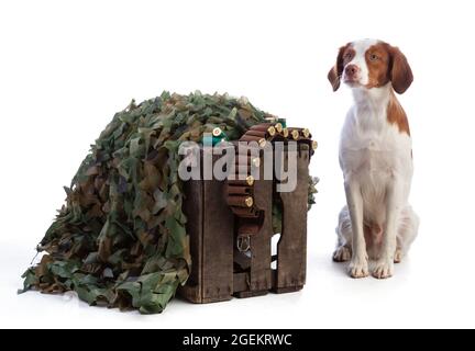 Bretagna spaniel seduta pronta per andare a caccia su uno sfondo bianco Foto Stock