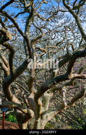 Tronco intrecciato Wriggly e rami di albero magnolia senza frondoli Foto Stock